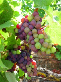 Crise du prix du raisin en Champagne ? Non : accord sur 8 000 kg de récoltes à l'hectare... Crise du prix du raisin en Champagne ? Non : accord sur 8 000 kg de récoltes à l'hectare...