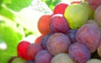Crise du prix du raisin en Champagne ? Non : accord sur 8 000 kg de récoltes à l'hectare...  Crise du prix du raisin en Champagne ? Non : accord sur 8 000 kg de récoltes à l'hectare...