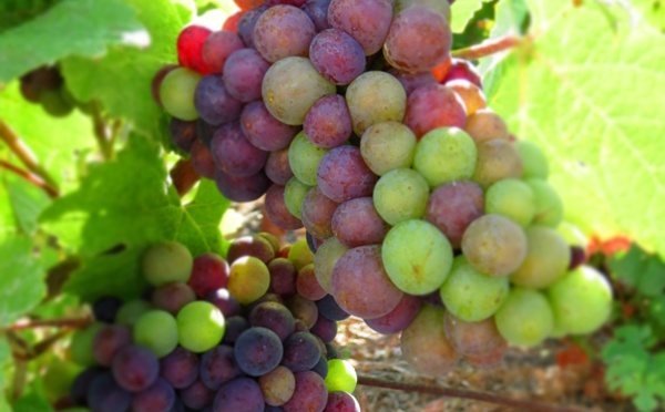 Crise du prix du raisin en Champagne ? Non : accord sur 8 000 kg de récoltes à l'hectare...
